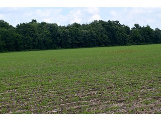 Property photo 70 - LAND AUCTION - 700+/- ACRES OFFERED IN 16 TRACTS IN ALLEN COUNTY, INDIANA